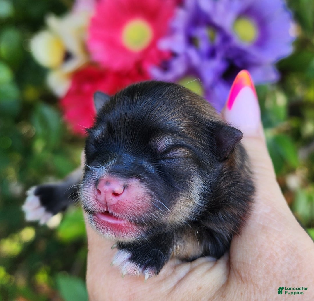 Pomeranian dogs for sale: Elysium - Listing for pets: Nirvana, Valhalla, Elysium - Image 6