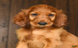 Irish Setter dogs for sale: Maizey - Image 4