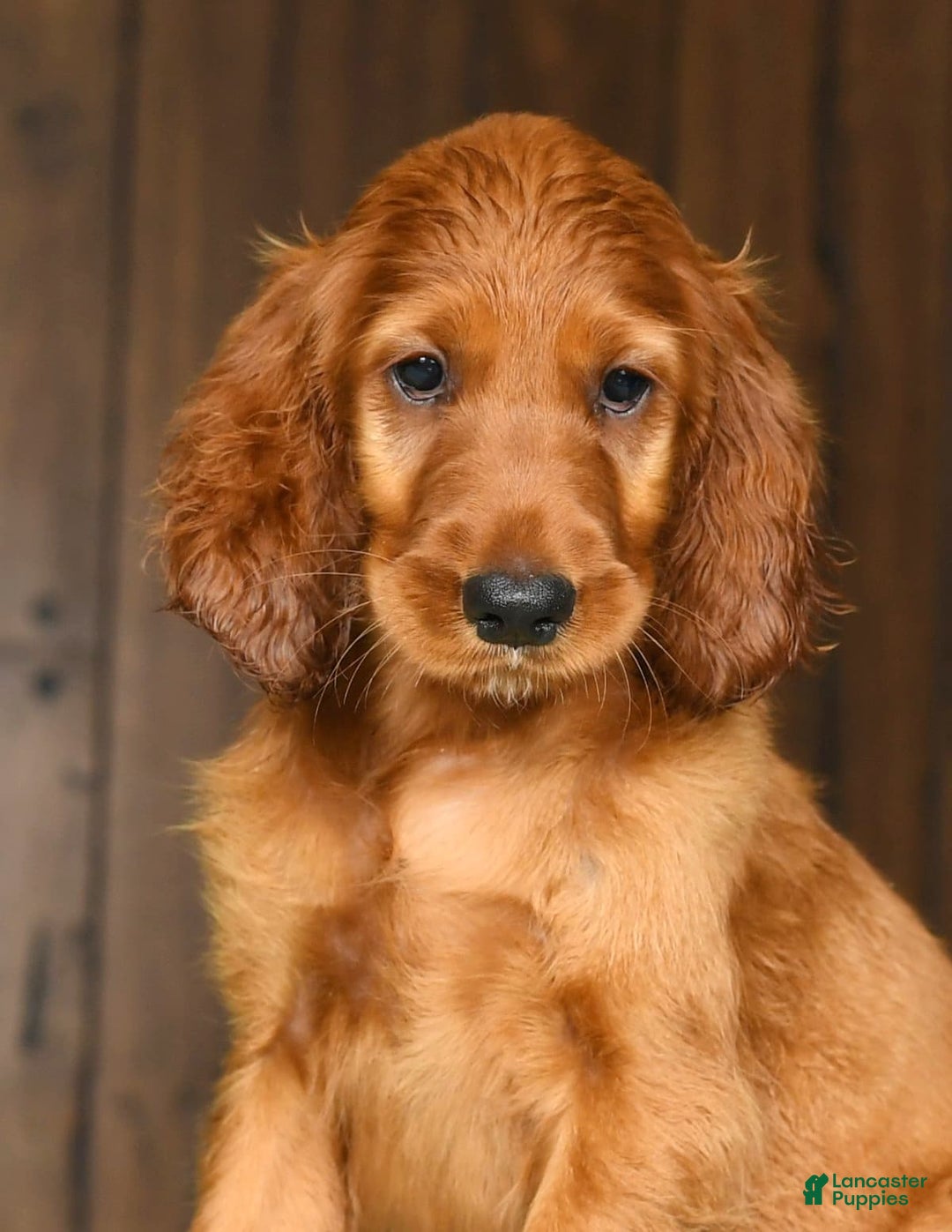 Irish Setter dogs for sale: Maizey - Image 4