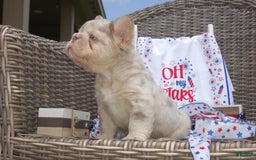 French Bulldog dogs for sale: Nate - Image 8