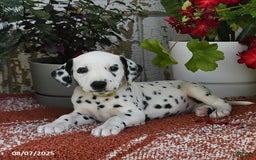 Dalmatian dogs for sale: Ike - Image 3