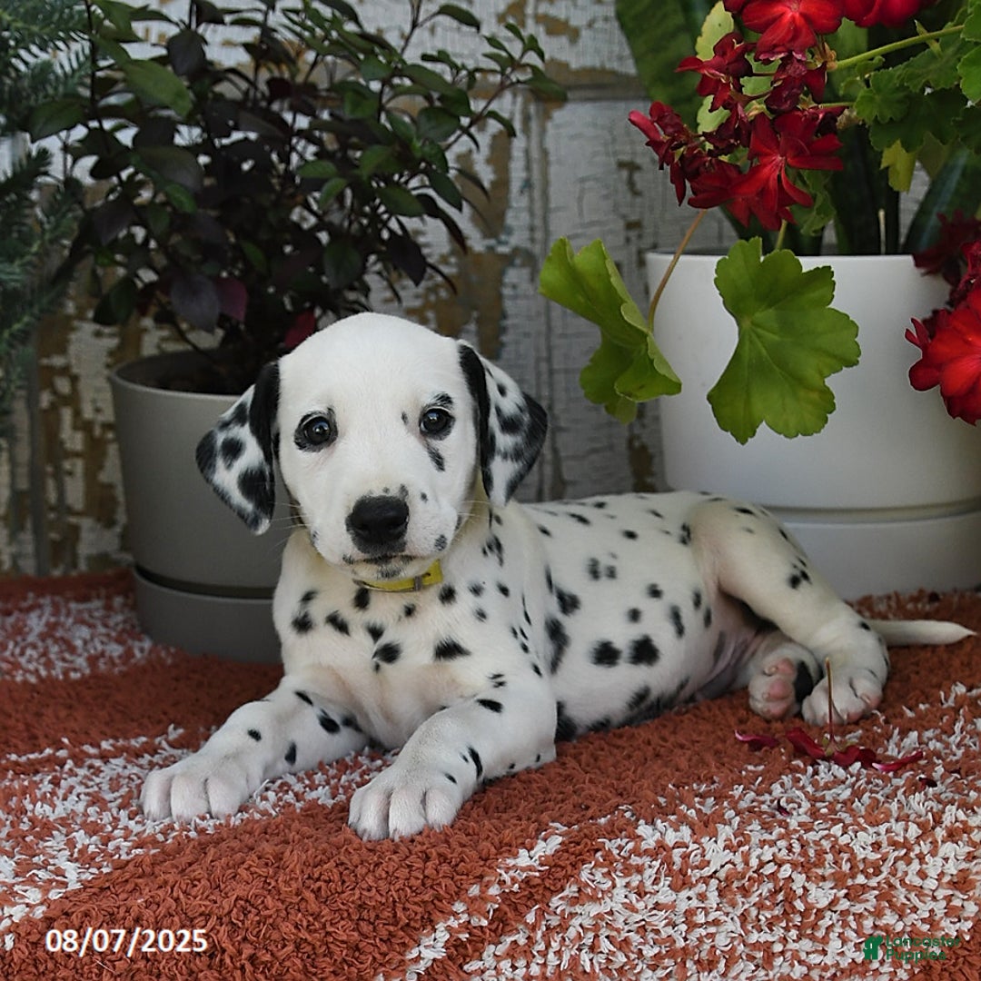 Dalmatian dogs for sale: Ike - Image 3