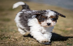 Cavapoo dogs for sale: Timon - Image 13