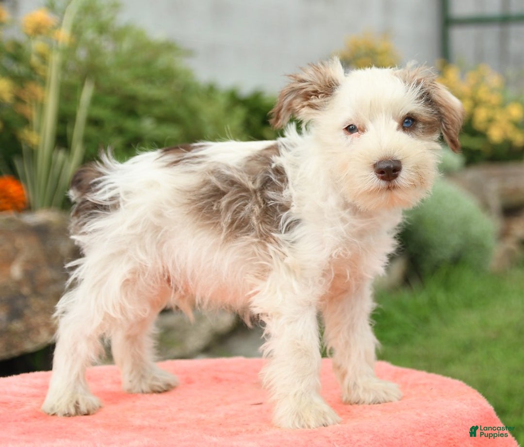 Miniature Schnauzer dogs for sale: Canyon - Image 2