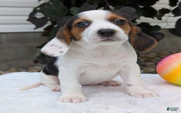 Beagle dogs for sale: Penny - Image 10