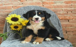 Greater Swiss Mountain Dog dogs for sale: Rocky - Image 2