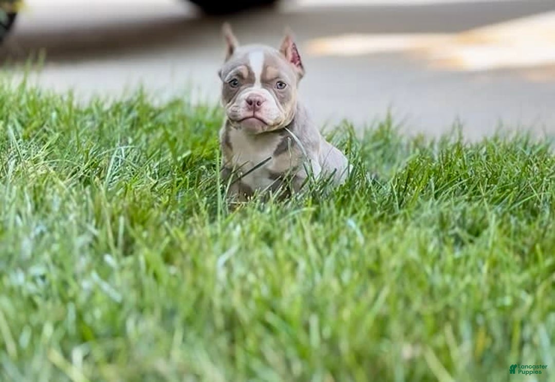 American Bully dogs for sale: Hause - Image 2