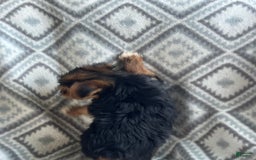 Yorkshire Terrier dogs for sale: Stevie - Image 2