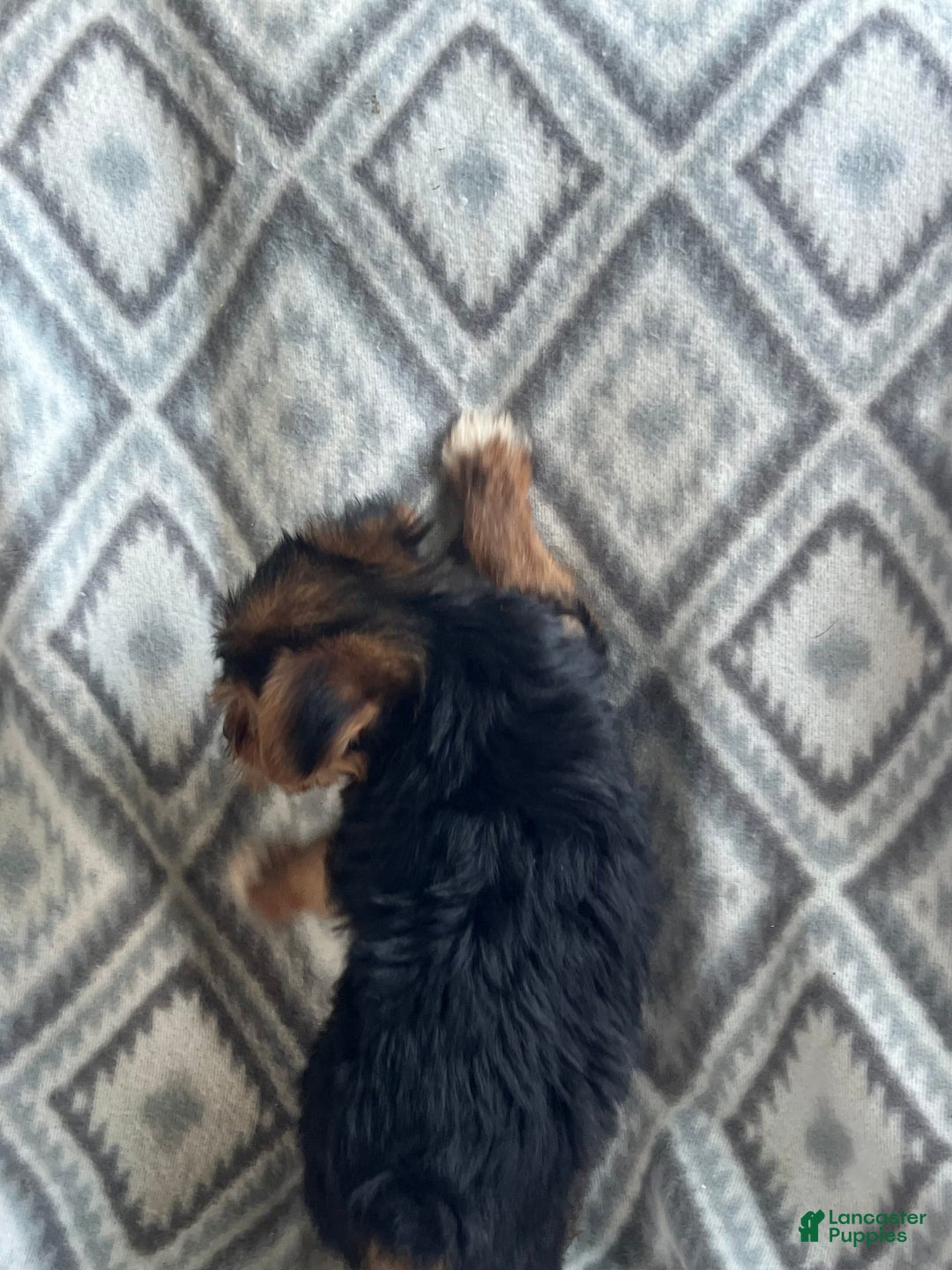 Yorkshire Terrier dogs for sale: Stevie - Image 2
