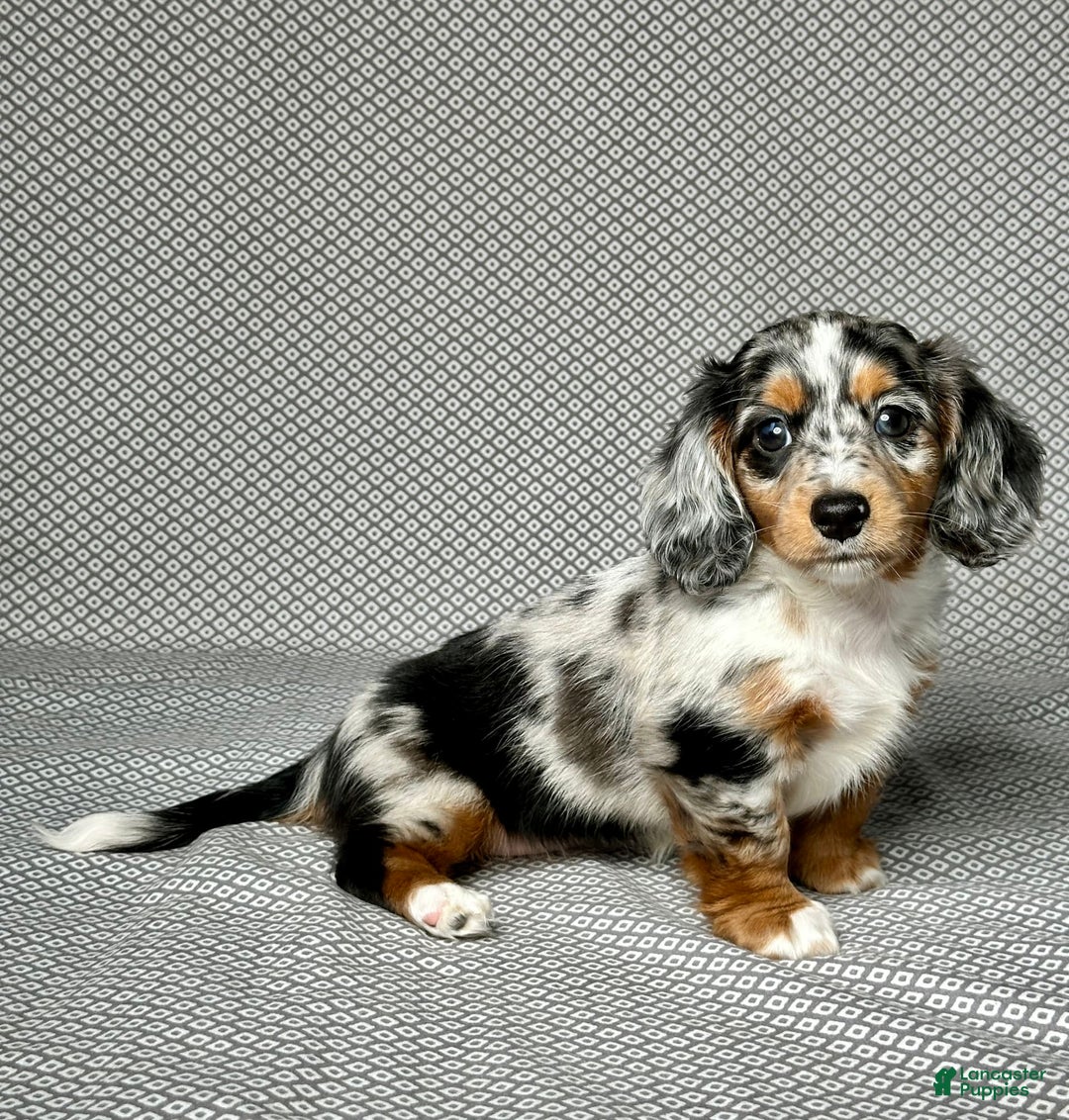 Miniature Dachshund dogs for sale: Miniature Dachshund 3 puppies - Image 4