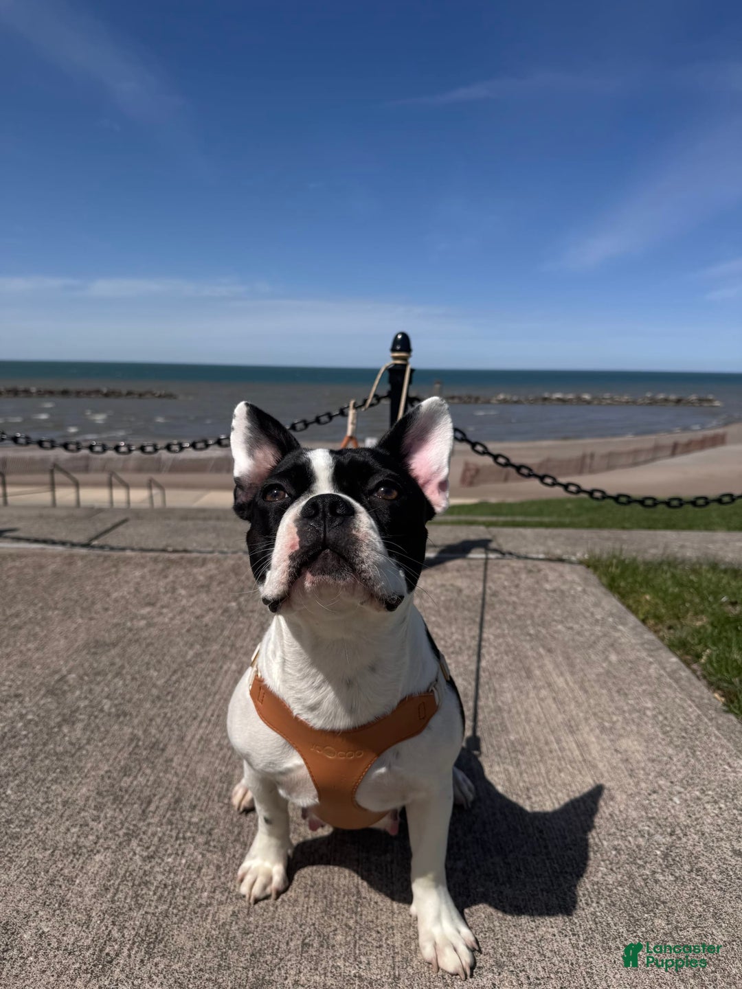 French Bulldog dogs for sale: Baxter - Image 9