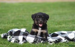 English Shepherd dogs for sale: Missy - Image 5