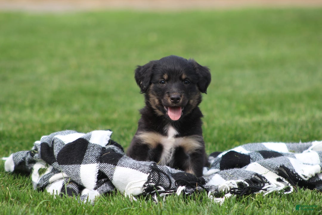 English Shepherd dogs for sale: Missy - Image 5