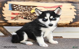 Siberian Husky dogs for sale: Rowdy - Image 3