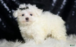Maltese dogs for sale: Gwen - Image 3