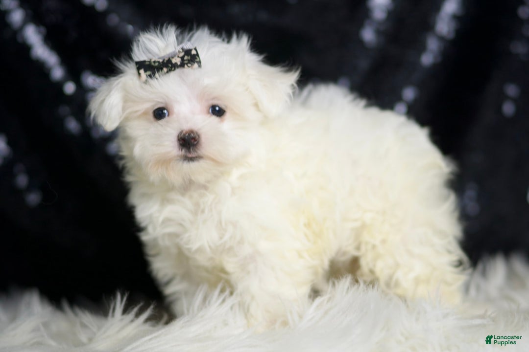 Maltese dogs for sale: Gwen - Image 3
