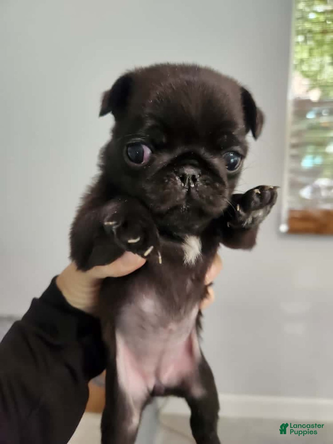 Pug dogs for sale: Black Pug - Image 3