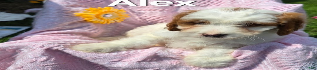Alex