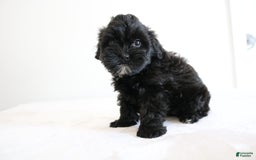 Shihpoo dogs for sale: Luna - Image 4
