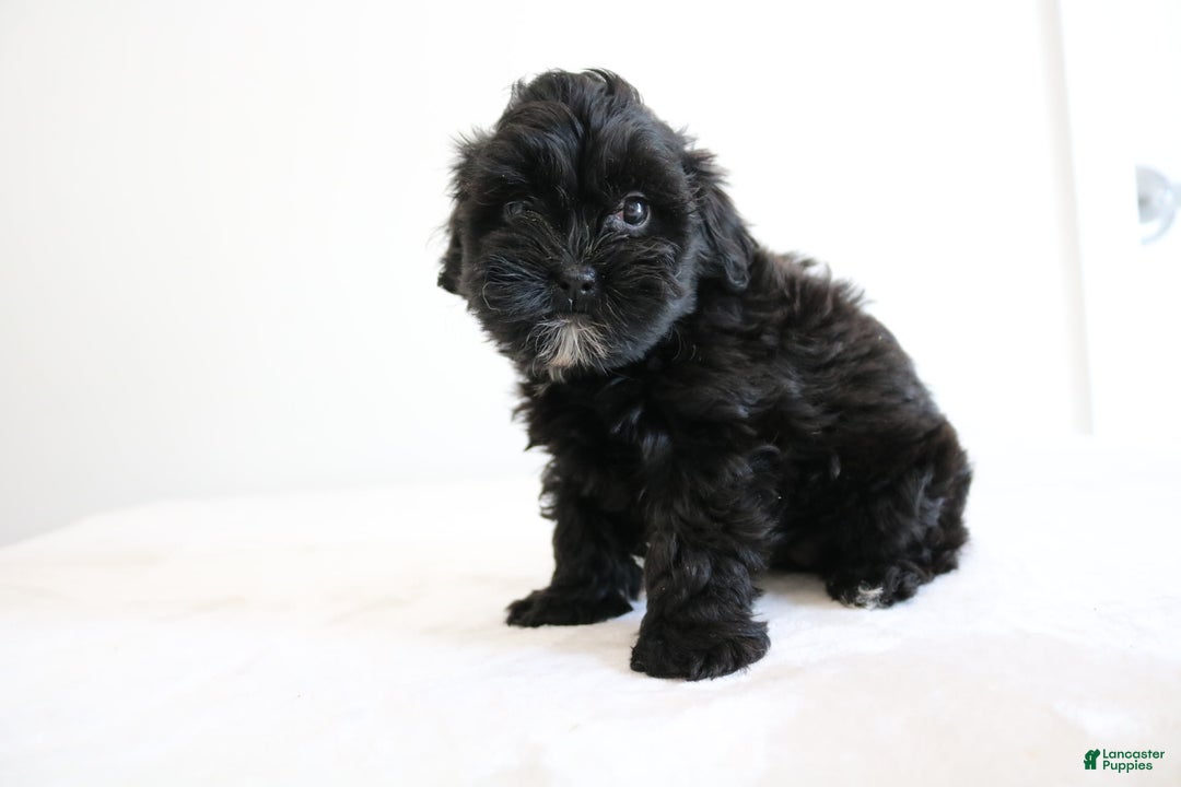 Shihpoo dogs for sale: Luna - Image 4