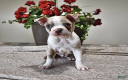 Boston Terrier dogs for sale: Laura - Image 2