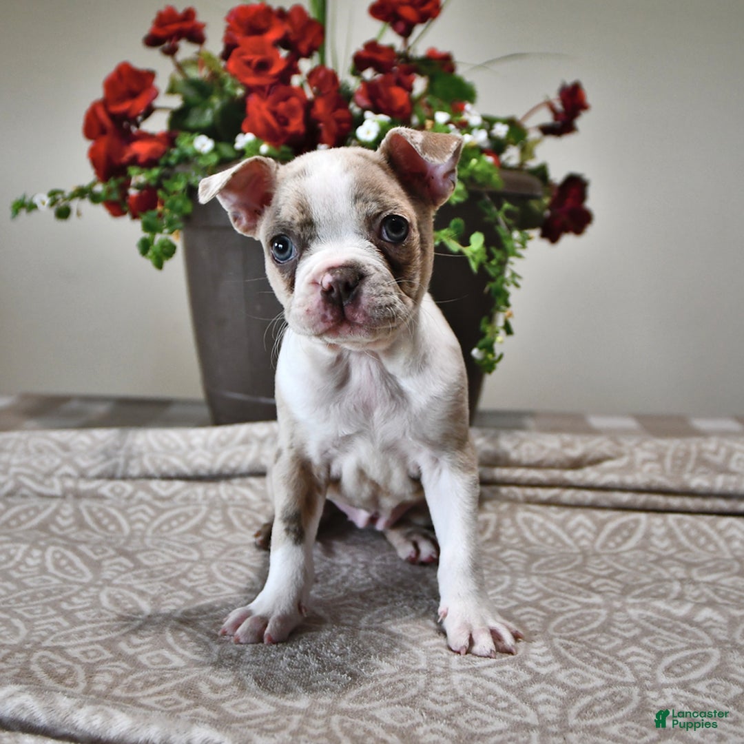 Boston Terrier dogs for sale: Laura - Image 2