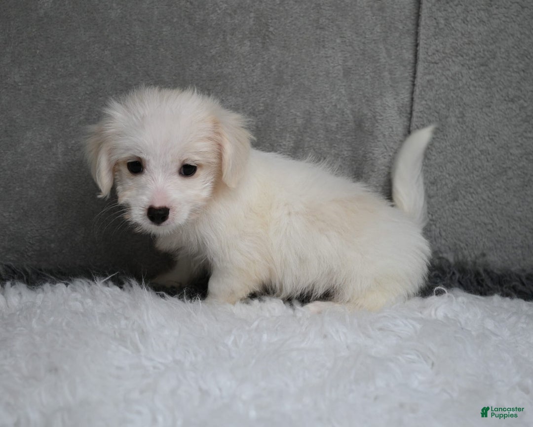 Maltipoo dogs for sale: Timothy - Image 15