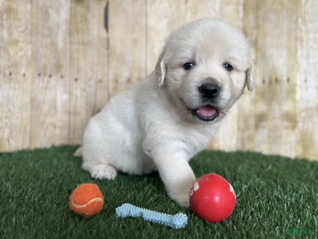Golden Retriever dogs for sale: Bentley - Image 9