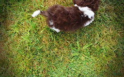 Havapoo dogs for sale: Hero - Image 16