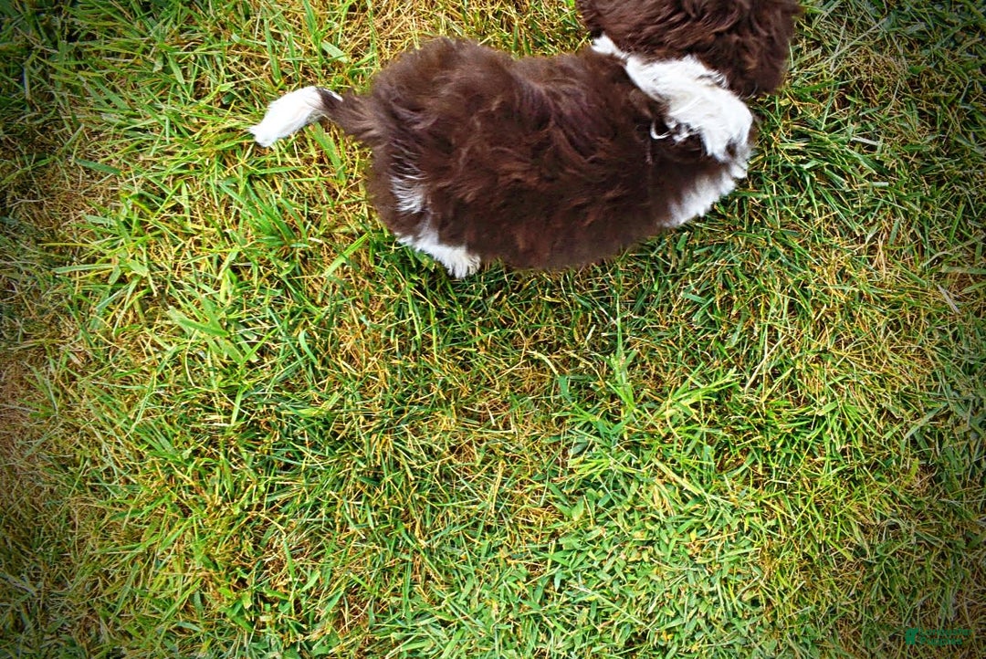 Havapoo dogs for sale: Hero - Image 16