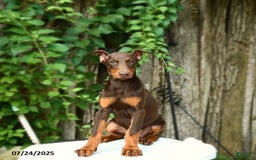 Doberman Pinscher dogs for sale: Petal - Image 12