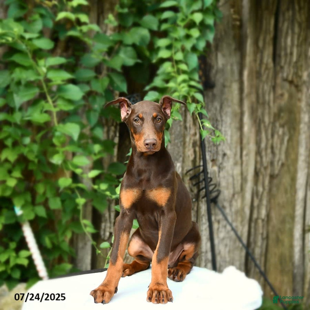 Doberman Pinscher dogs for sale: Petal - Image 12