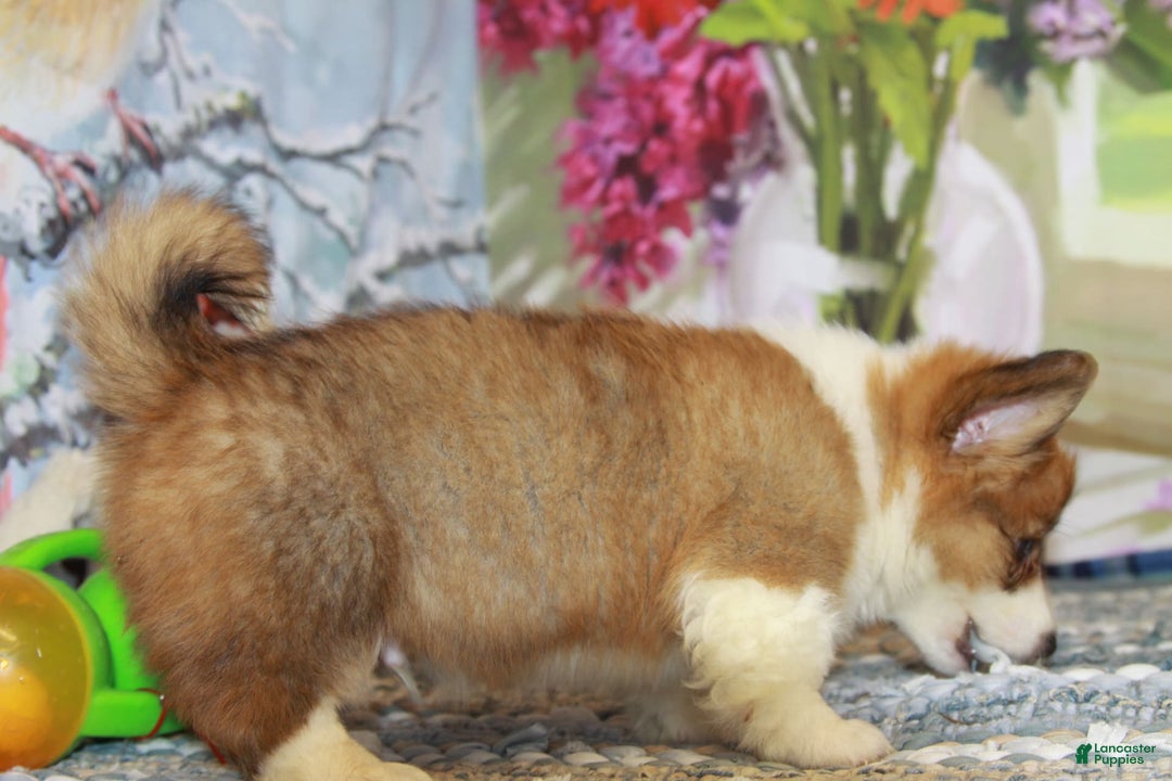 Welsh Corgi Pembroke dogs for sale: Harvey Fluffy - Image 5