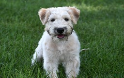 Soft Coated Wheaten Terrier dogs for sale: Jazzie - Image 1