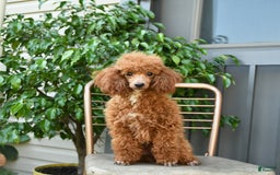 Toy Poodle dogs for sale: Hazel - Listing for pets: Hazel, Harley - Image 7