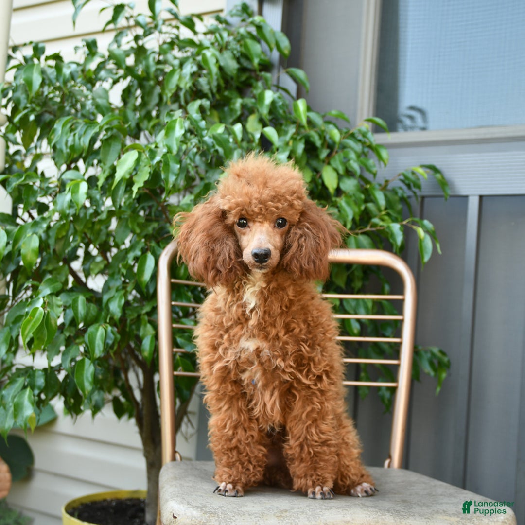 Toy Poodle dogs for sale: Hazel - Listing for pets: Hazel, Harley - Image 7