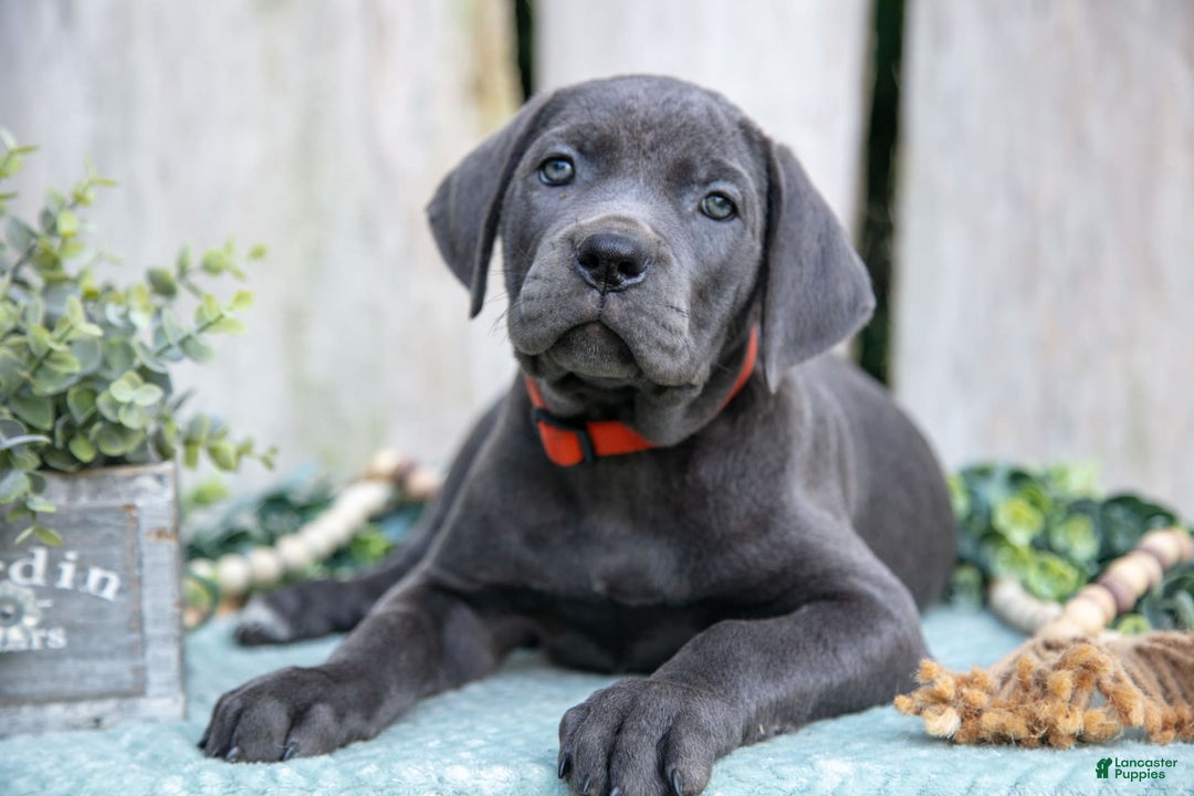 Cane Corso dogs for sale: Reese - Image 3