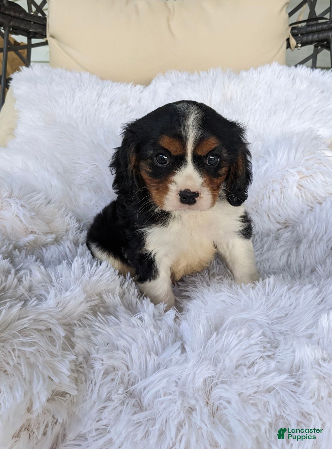 Cavalier King Charles Spaniel dogs for sale: Jax - Image 1