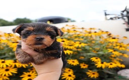 Yorkshire Terrier dogs for sale: Goodie - Image 2