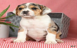 Beabull dogs for sale: Wranger - Image 3