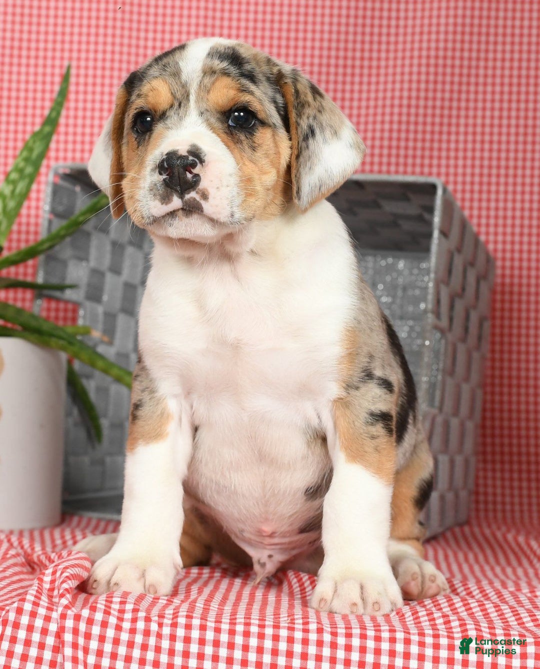 Beabull dogs for sale: Wranger - Image 3