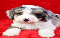 Mini Bernedoodle dogs for sale: Willow - Image 8