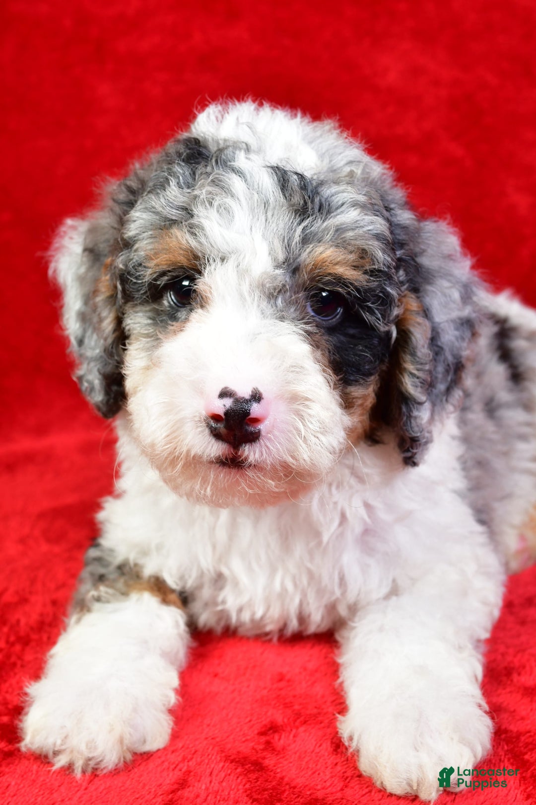 Mini Bernedoodle dogs for sale: Willow - Image 8