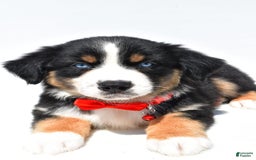 Australian Shepherd dogs for sale: Kyle - Image 3