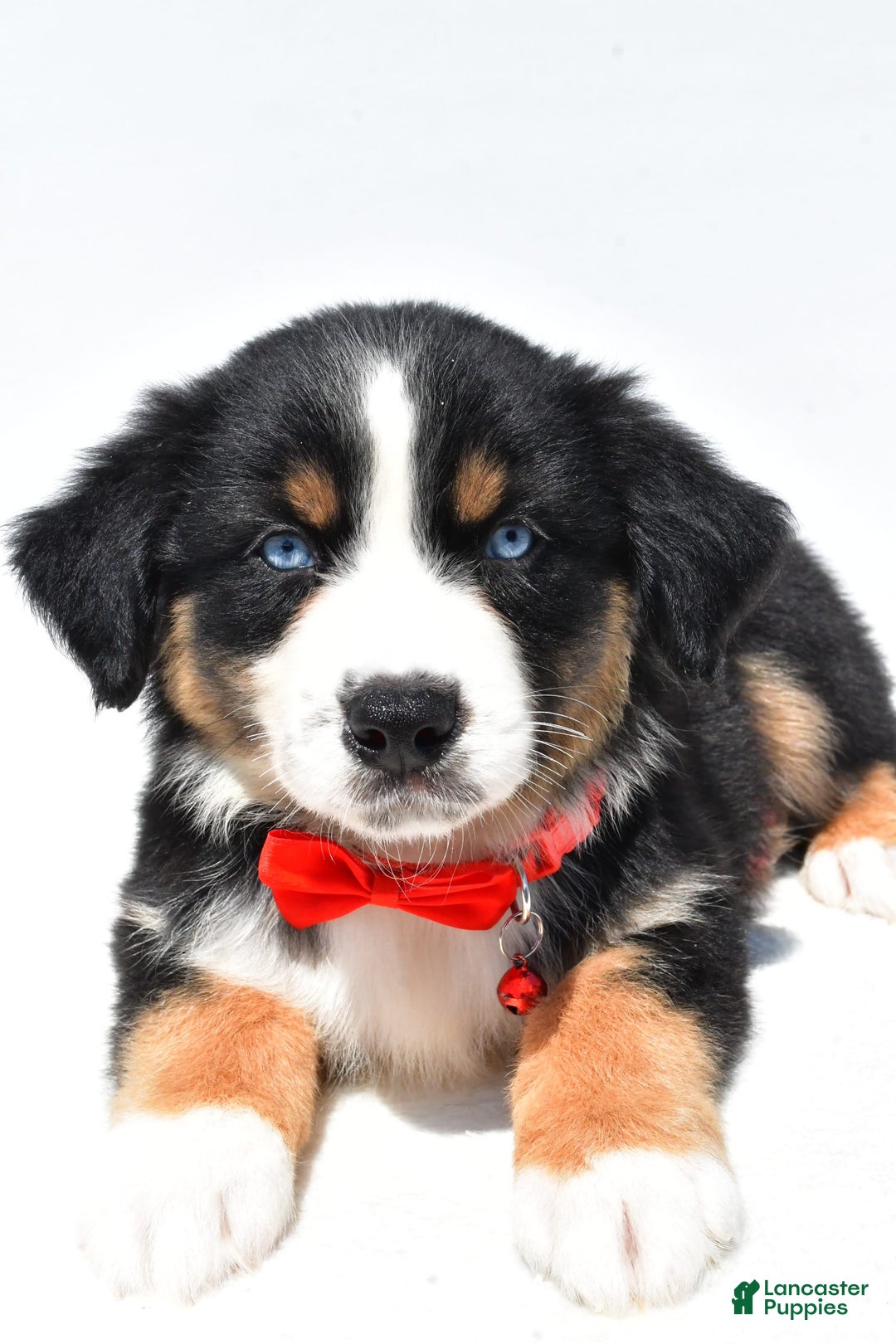 Australian Shepherd dogs for sale: Kyle - Image 3