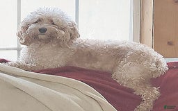 Cockapoo dogs for sale: Roxie - Image 10