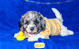 Cavapoo dogs for sale: Bert - Image 12