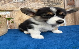 Welsh Corgi Pembroke dogs for sale: Carly - Image 7