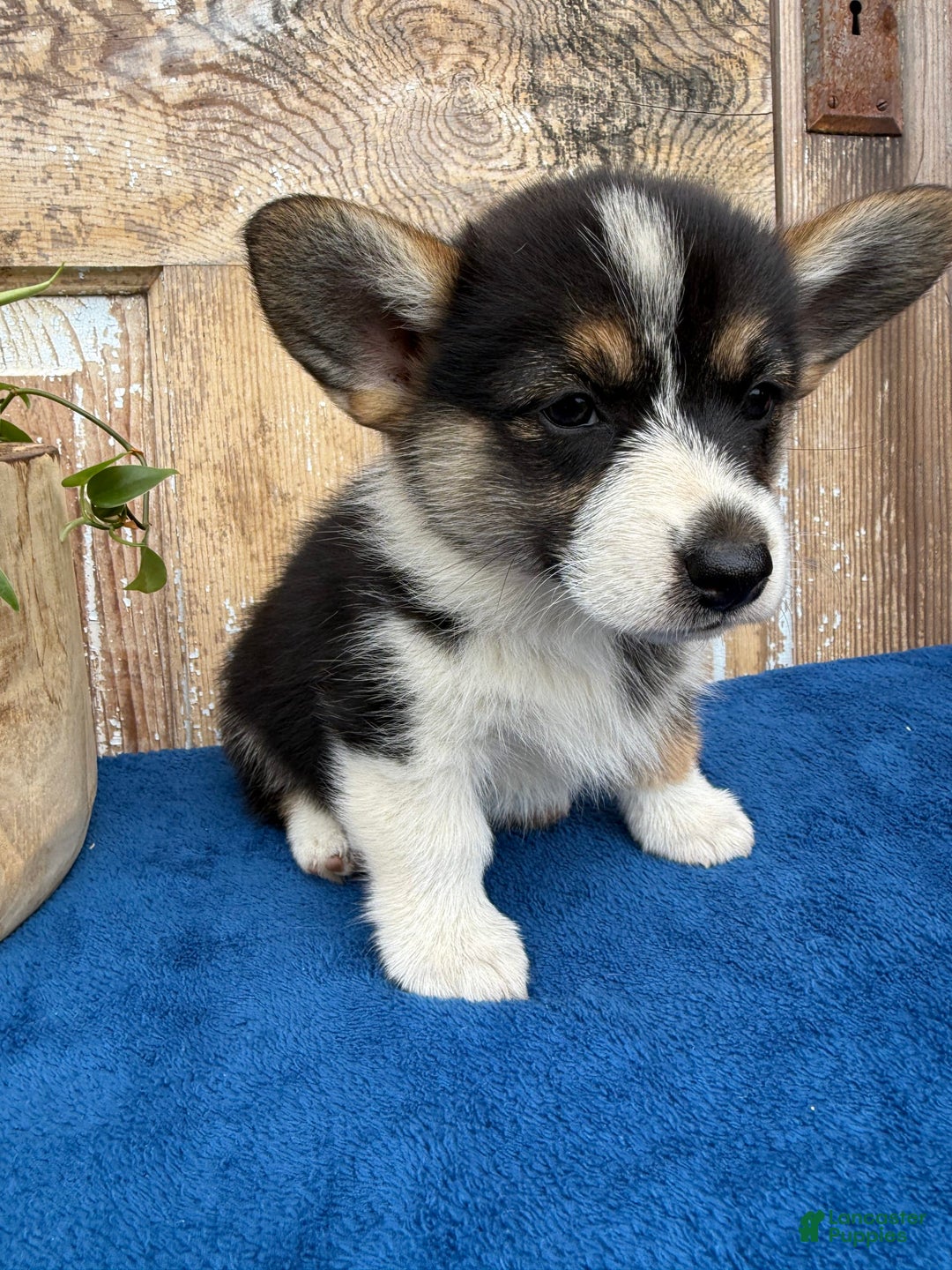 Welsh Corgi Pembroke dogs for sale: Carly - Image 7