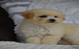 Miniature Poodle dogs for sale: Tammy - Image 5